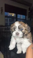 Dorchester, a male Pomeranian and Shih Tzu for sale in Minneapolis, MN – 1 of 5