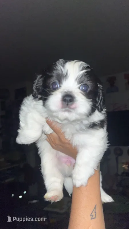 Manchester – Pomeranian, Shih Tzu puppy for sale in Minneapolis, MN