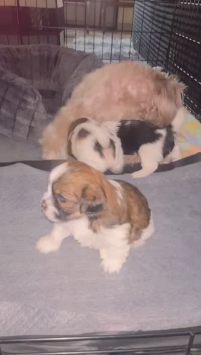 Manchester, a male Pomeranian and Shih Tzu for sale in Minneapolis, MN – 5 of 6