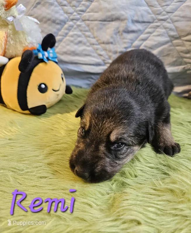 Remi – German Shepherd Dog puppy for sale in Little Rock, AR