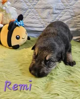 Remi, a female German Shepherd Dog for sale in Little Rock, AR – 2 of 2