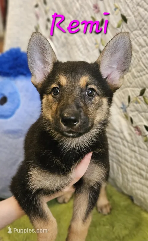 Remi – German Shepherd Dog puppy for sale in Little Rock, AR