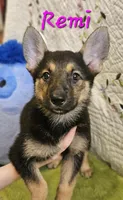 Remi, a female German Shepherd Dog for sale in Little Rock, AR – 1 of 2