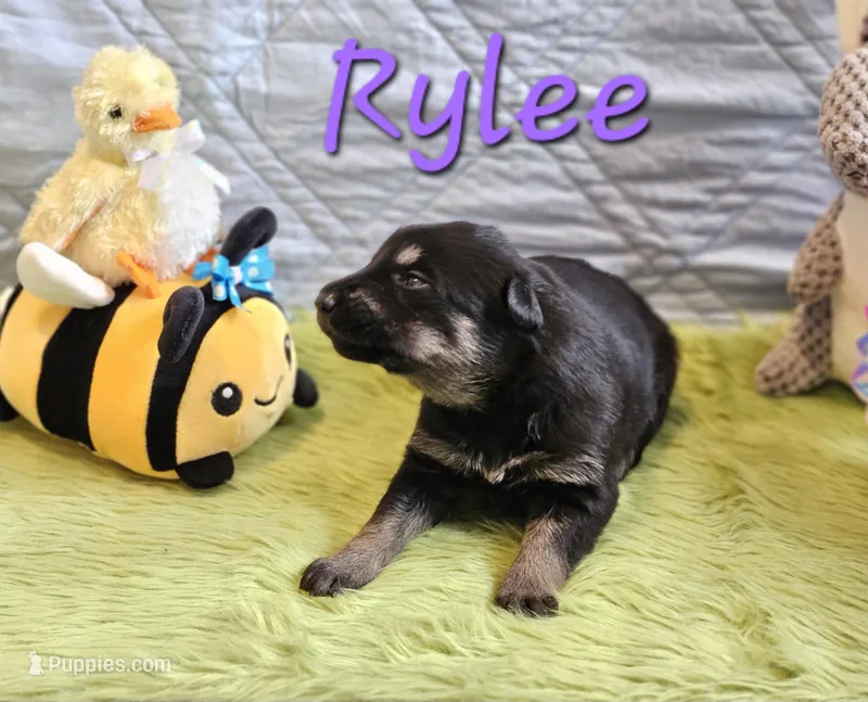 Rylee – German Shepherd Dog puppy for sale in Little Rock, AR
