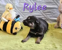 Rylee, a female German Shepherd Dog for sale in Little Rock, AR – Photo 2 of 2