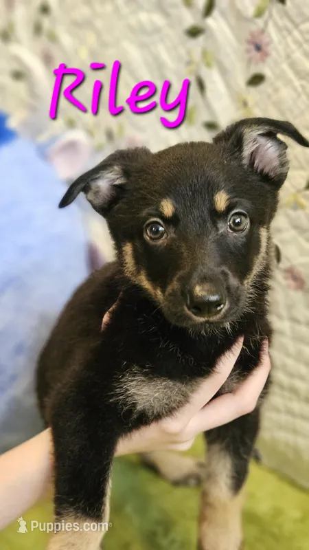 Rylee – German Shepherd Dog puppy for sale in Little Rock, AR
