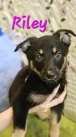 Rylee, a female German Shepherd Dog for sale in Little Rock, AR – Photo 1 of 2