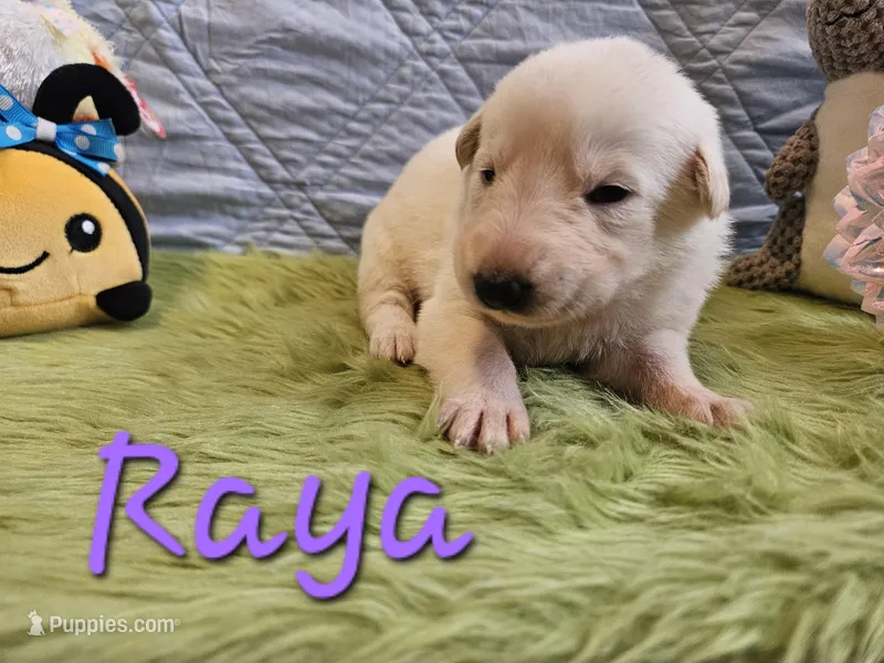 Raya – German Shepherd Dog puppy for sale in Little Rock, AR