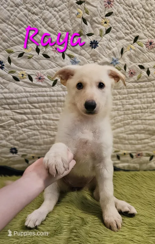 Raya – German Shepherd Dog puppy for sale in Little Rock, AR