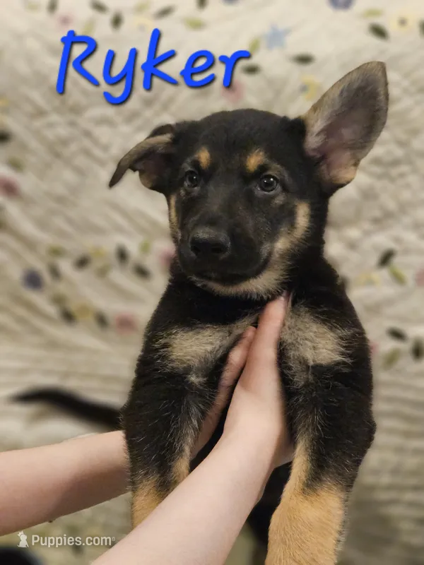Ryker – German Shepherd Dog puppy on hold in Little Rock, AR