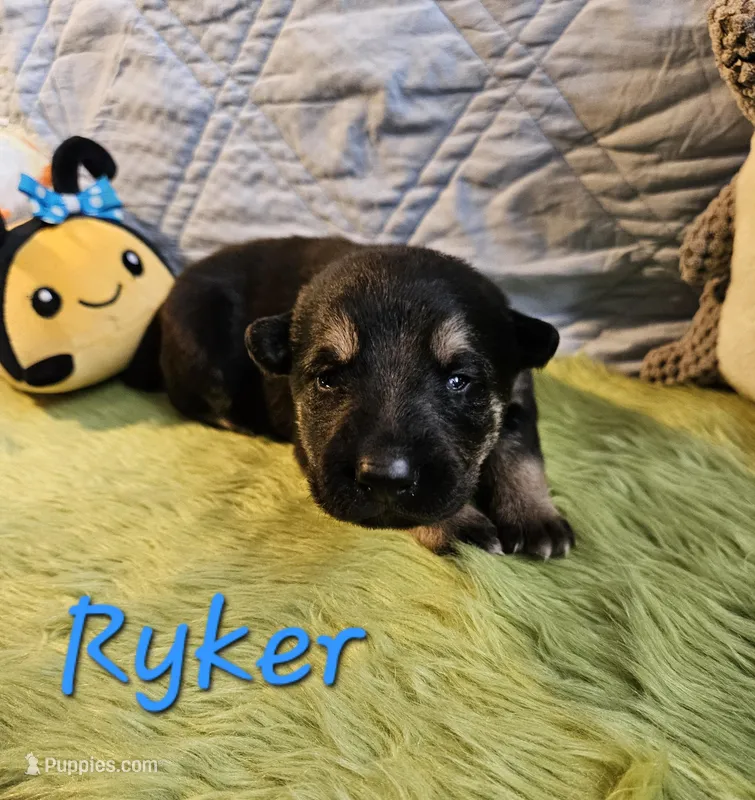 Ryker – German Shepherd Dog puppy for sale in Little Rock, AR