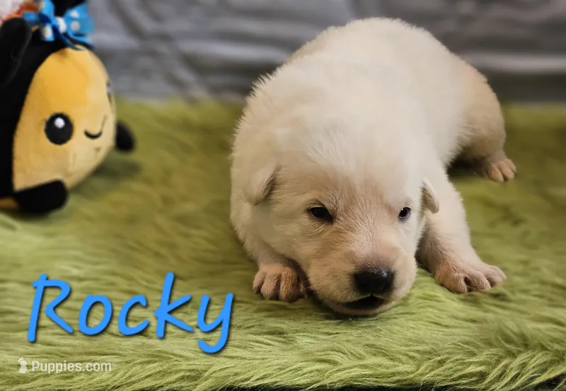 Rocky – German Shepherd Dog puppy for sale in Little Rock, AR