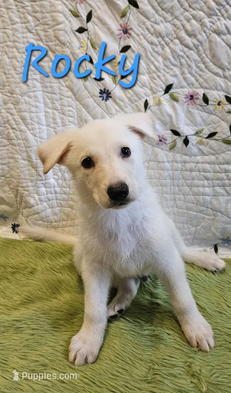 Rocky – German Shepherd Dog puppy for sale in Little Rock, AR