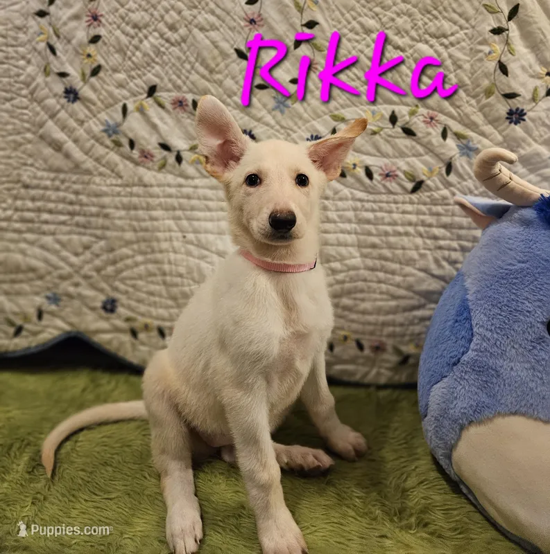 Rikka – German Shepherd Dog puppy for sale in Little Rock, AR