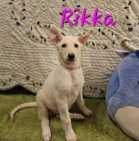 Rikka, a female German Shepherd Dog for sale in Little Rock, AR – 1 of 3