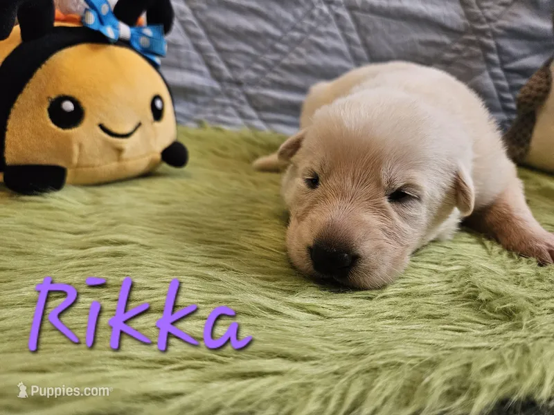 Rikka – German Shepherd Dog puppy for sale in Little Rock, AR