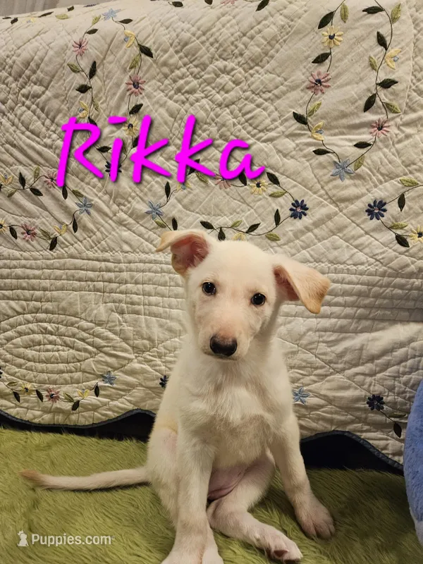 Rikka – German Shepherd Dog puppy for sale in Little Rock, AR
