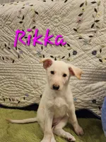 Rikka, a female German Shepherd Dog for sale in Little Rock, AR – 2 of 3