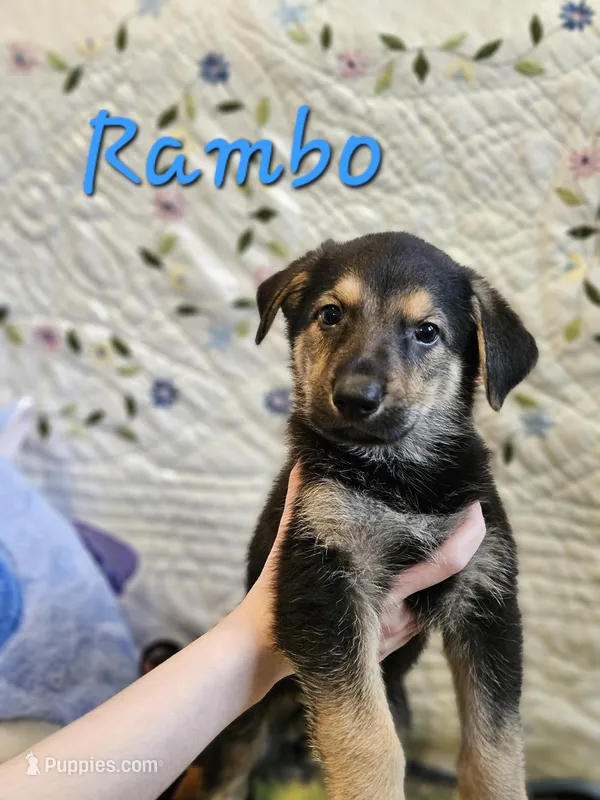 Rambo  – German Shepherd Dog puppy for sale in Little Rock, AR