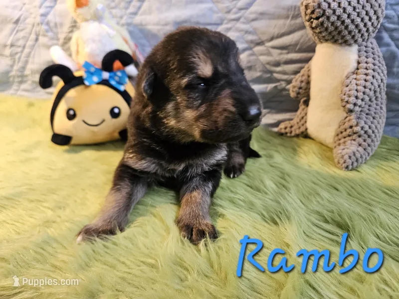 Rambo  – German Shepherd Dog puppy for sale in Little Rock, AR
