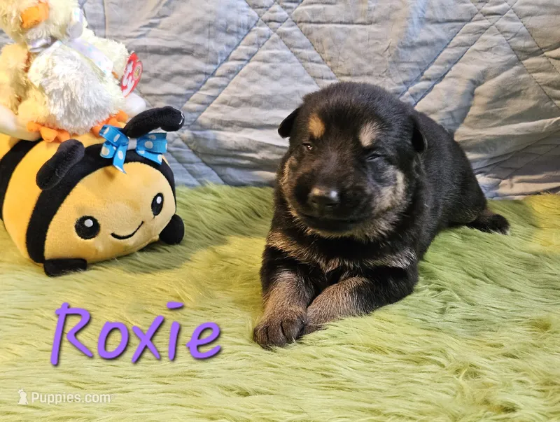 Roxie – German Shepherd Dog puppy for sale in Little Rock, AR