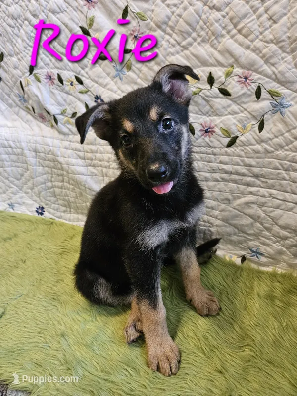 Roxie – German Shepherd Dog puppy for sale in Little Rock, AR
