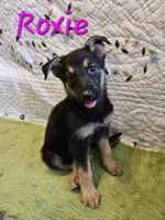 Roxie, a female German Shepherd Dog for sale in Little Rock, AR – 1 of 2