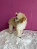 Poppy, a female Poodle - Miniature  for sale in Fayetteville, AR – 2 of 2