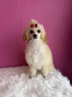 Poppy, a female Poodle - Miniature  for sale in Fayetteville, AR – 1 of 2