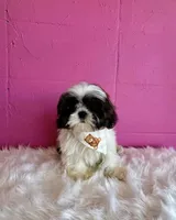 Rio, a male Shih Tzu for sale in Fayetteville, AR – 2 of 2