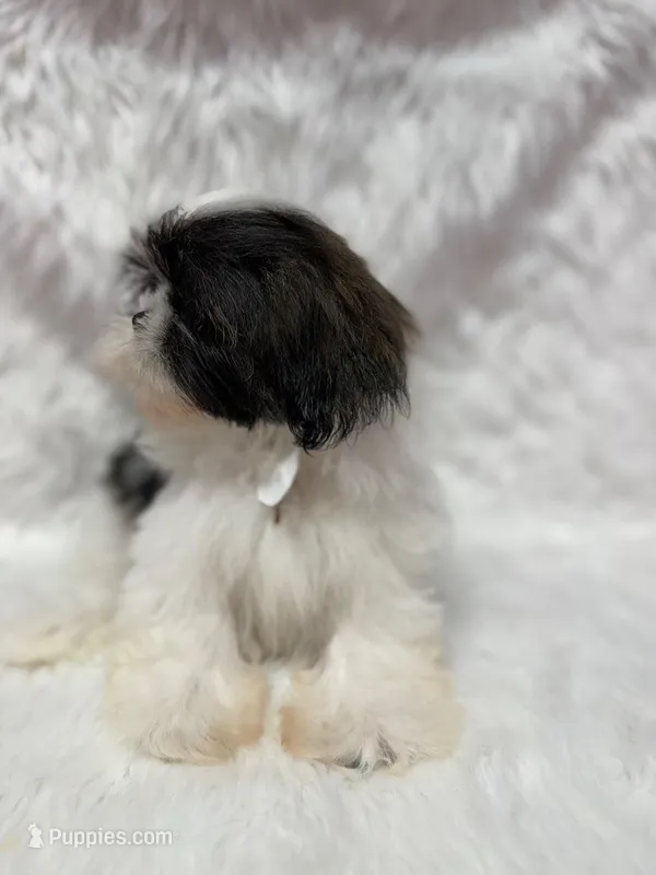 Rio – Shih Tzu puppy for sale in Fayetteville, AR