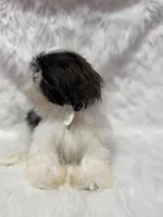 Rio, a male Shih Tzu for sale in Fayetteville, AR – 1 of 2