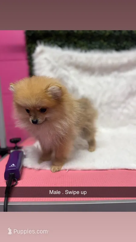 Maxwell – Pomeranian puppy for sale in Fort Smith, AR