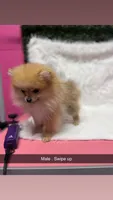 Maxwell, a male Pomeranian for sale in Fort Smith, AR – Photo 1 of 2