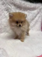 Maxwell, a male Pomeranian for sale in Fort Smith, AR – Photo 2 of 2