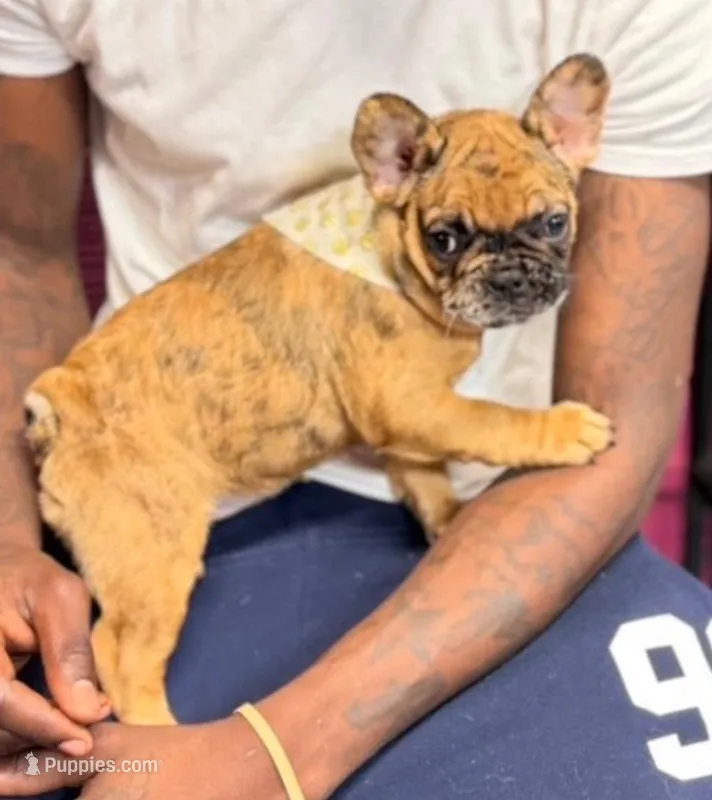 Wrinkles – French Bulldog puppy for sale in Fort Smith, AR