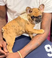 Wrinkles, a female French Bulldog for sale in Fort Smith, AR – Photo 1 of 2