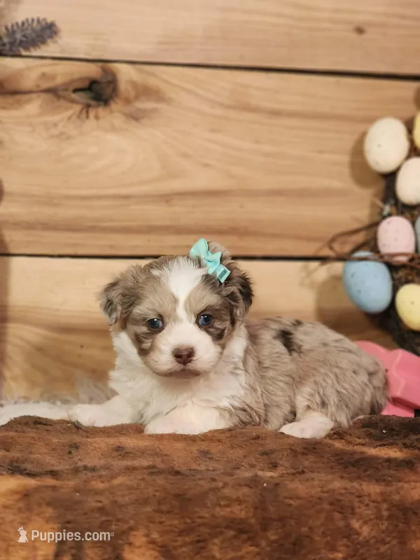 Dixie – Miniature Aussiedoodle puppy for sale in Silver Lake, IN