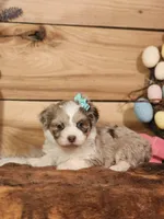 Dixie, a female Miniature Aussiedoodle for sale in Silver Lake, IN – Photo 1 of 5