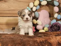 Dixie, a female Miniature Aussiedoodle for sale in Silver Lake, IN – Photo 3 of 5