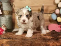 Dixie, a female Miniature Aussiedoodle for sale in Silver Lake, IN – Photo 5 of 5