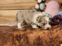 Dixie, a female Miniature Aussiedoodle for sale in Silver Lake, IN – Photo 4 of 5
