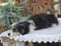 Daisy, a female Miniature Aussiedoodle for sale in Silver Lake, IN – 2 of 6