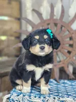 Dixie, a female Miniature Australian Shepherd for sale in Silver Lake, IN – 1 of 3