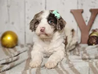 Mrs. Potts, a female Miniature Bernedoodle for sale in Silver Lake, IN – Photo 7 of 8