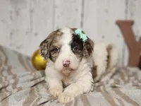 Mrs. Potts, a female Miniature Bernedoodle for sale in Silver Lake, IN – Photo 1 of 8