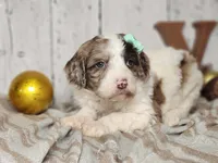 Mrs. Potts, a female Miniature Bernedoodle for sale in Silver Lake, IN – Photo 4 of 8