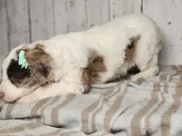 Mrs. Potts, a female Miniature Bernedoodle for sale in Silver Lake, IN – Photo 2 of 8