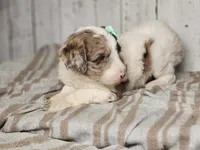 Mrs. Potts, a female Miniature Bernedoodle for sale in Silver Lake, IN – Photo 3 of 8