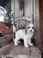 Eli , a male Miniature Goldendoodle for sale in Silver Lake, IN – 2 of 9